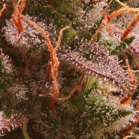 Do-Si-Dos 2 growlog timeline photo