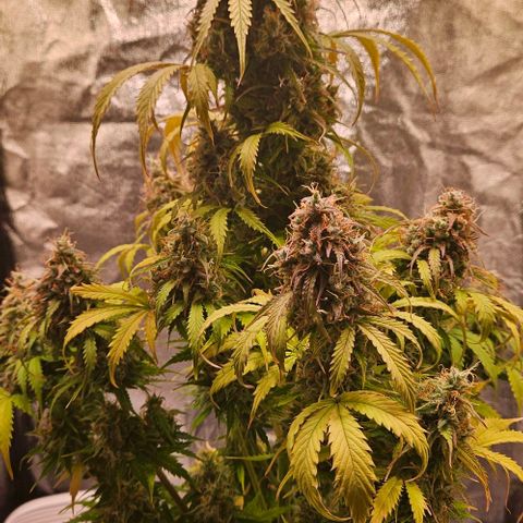 Do-Si-Dos 2 growlog timeline photo