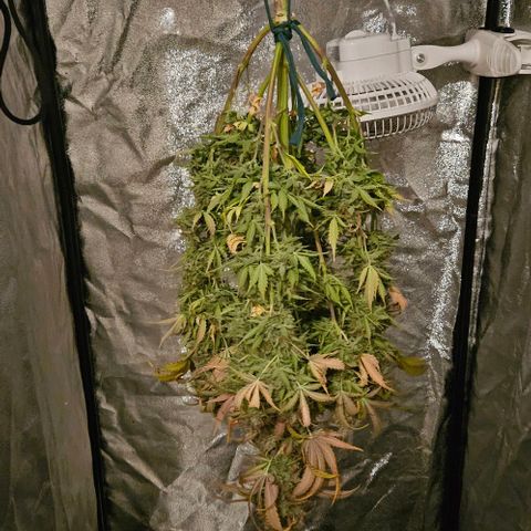 Do-Si-Dos 2 growlog timeline photo