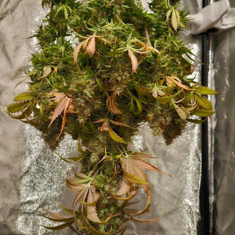 Do-Si-Dos 2 growlog timeline photo