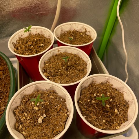 10th planet R1 growlog timeline photo