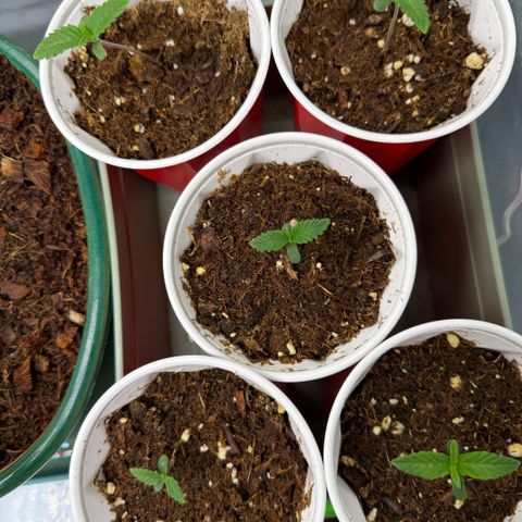  10th planet R1 growlog timeline photo