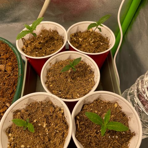  10th planet R1 growlog timeline photo