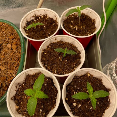  10th planet R1 growlog timeline photo