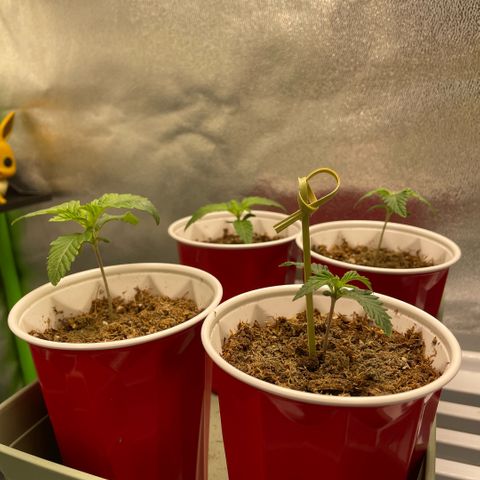  10th planet R1 growlog timeline photo