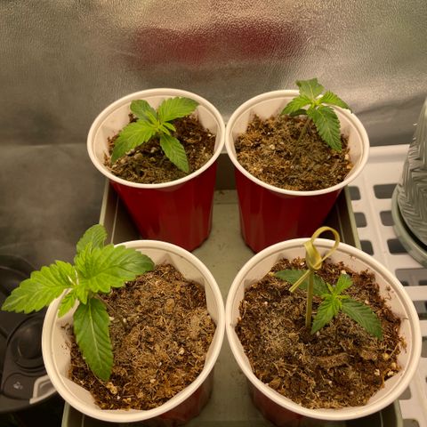  10th planet R1 growlog timeline photo