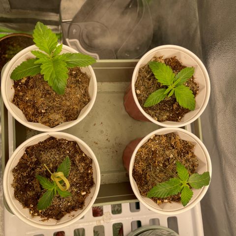  10th planet R1 growlog timeline photo