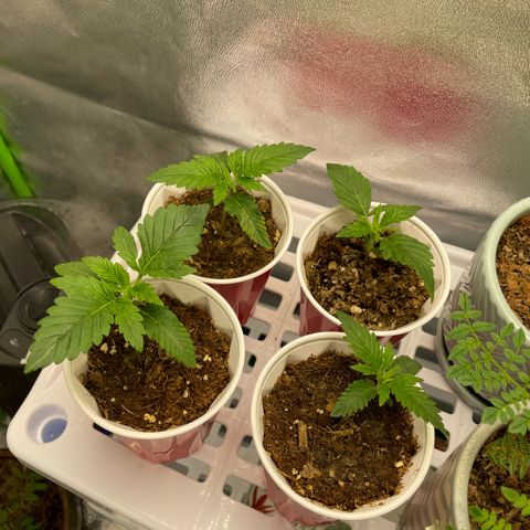  10th planet R1 growlog timeline photo