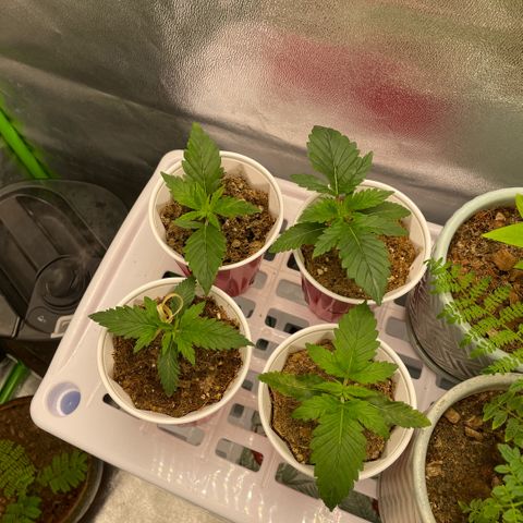  10th planet R1 growlog timeline photo