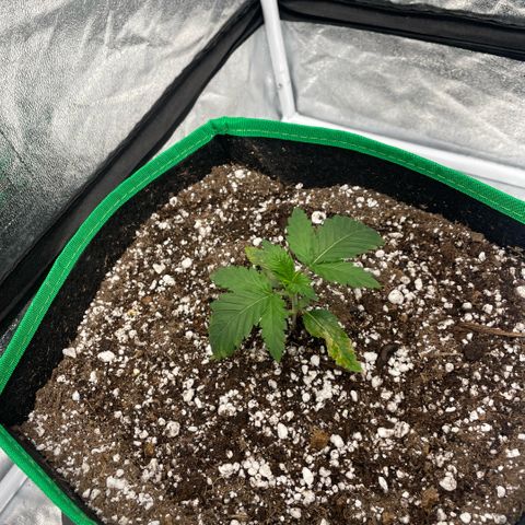  10th planet R1 growlog timeline photo