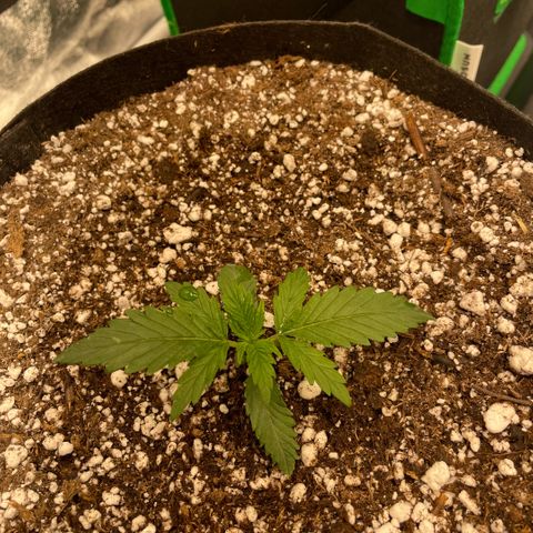  10th planet R1 growlog timeline photo