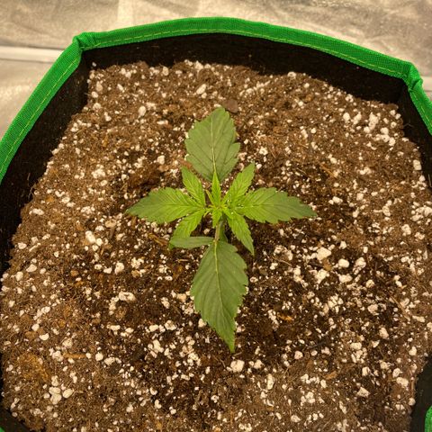  10th planet R1 growlog timeline photo
