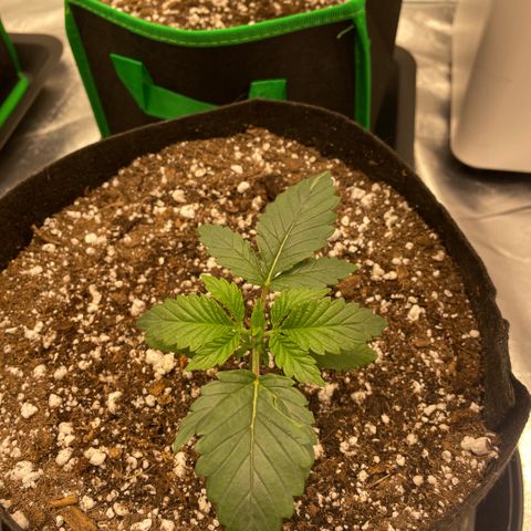  10th planet R1 growlog timeline photo