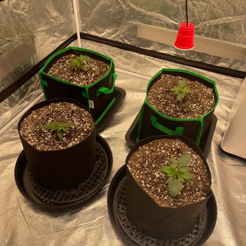  10th planet R1 growlog timeline photo