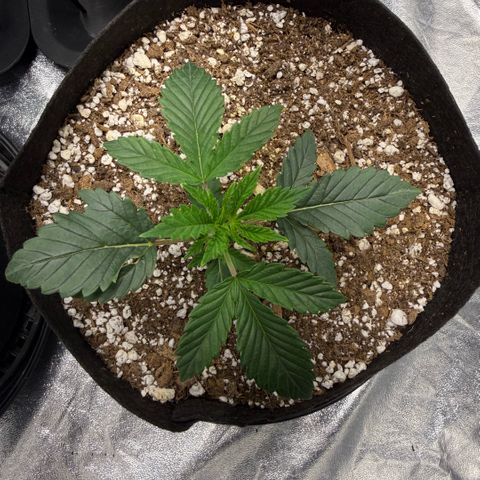  10th planet R1 growlog timeline photo