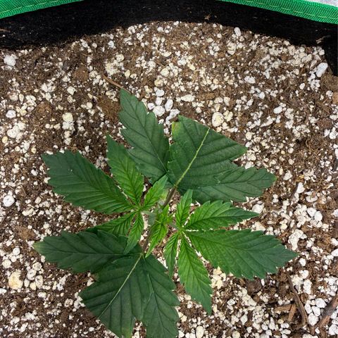  10th planet R1 growlog timeline photo