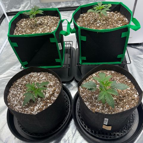  10th planet R1 growlog timeline photo