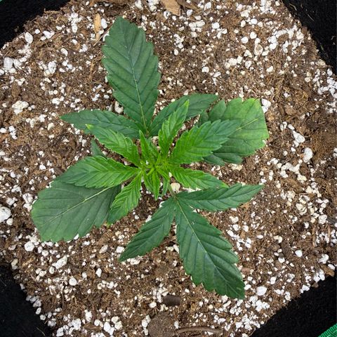  10th planet R1 growlog timeline photo