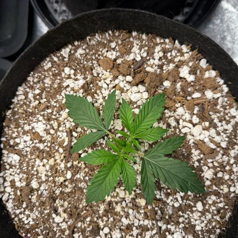  10th planet R1 growlog timeline photo
