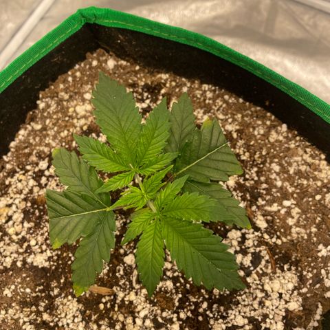  10th planet R1 growlog timeline photo