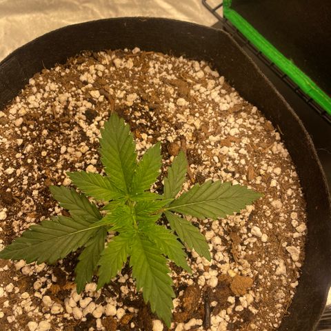  10th planet R1 growlog timeline photo