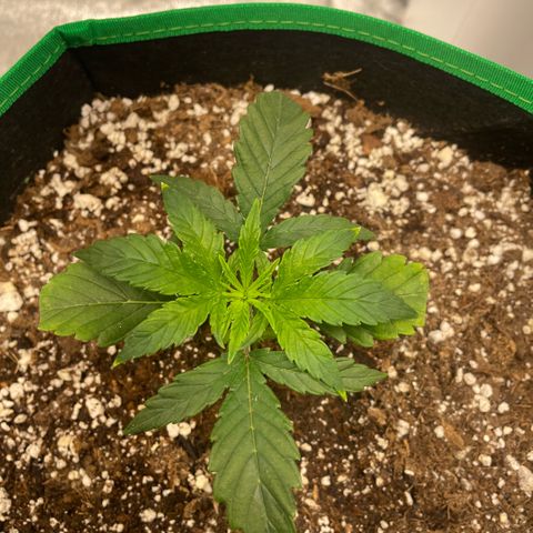 10th planet R1 growlog timeline photo
