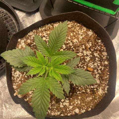  10th planet R1 growlog timeline photo