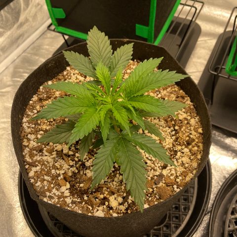  10th planet R1 growlog timeline photo