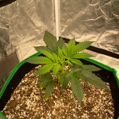  10th planet R1 growlog timeline photo