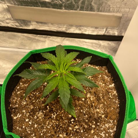  10th planet R1 growlog timeline photo