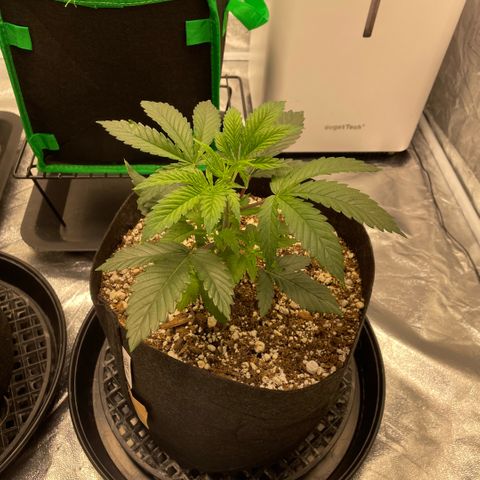  10th planet R1 growlog timeline photo