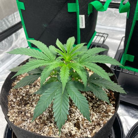  10th planet R1 growlog timeline photo