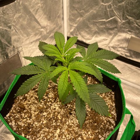  10th planet R1 growlog timeline photo