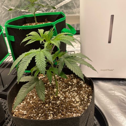  10th planet R1 growlog timeline photo