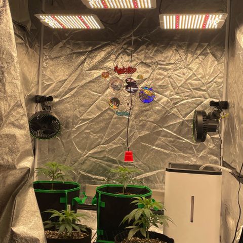  10th planet R1 growlog timeline photo