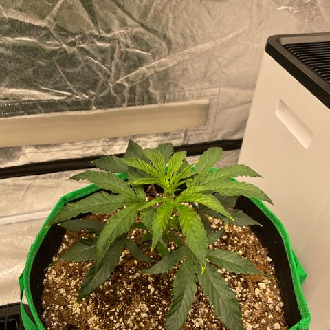  10th planet R1 growlog timeline photo