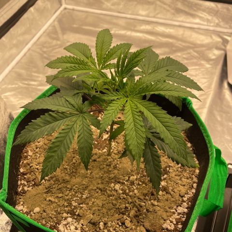  10th planet R1 growlog timeline photo