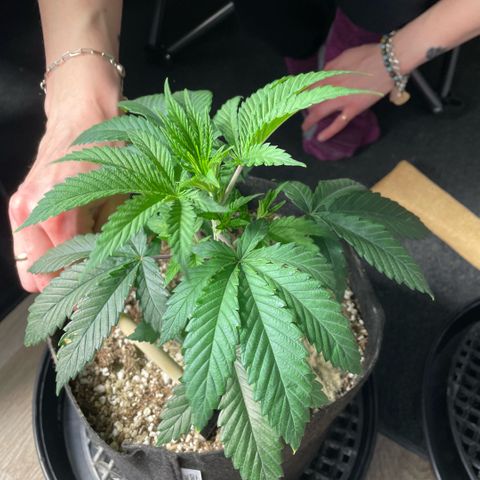  10th planet R1 growlog timeline photo