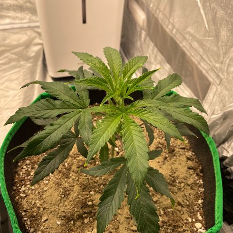  10th planet R1 growlog timeline photo