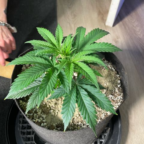  10th planet R1 growlog timeline photo