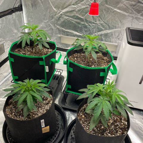  10th planet R1 growlog timeline photo
