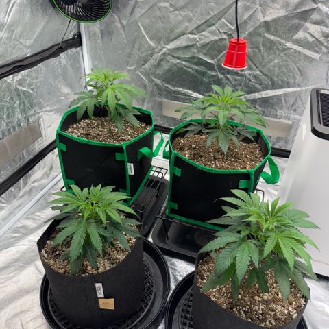  10th planet R1 growlog timeline photo