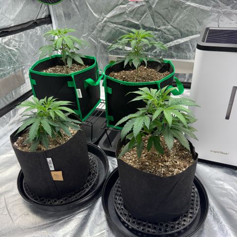  10th planet R1 growlog timeline photo