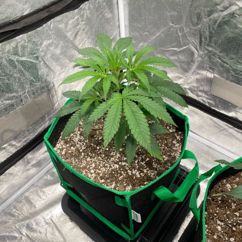  10th planet R1 growlog timeline photo