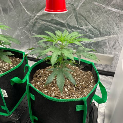 10th planet R1 growlog timeline photo