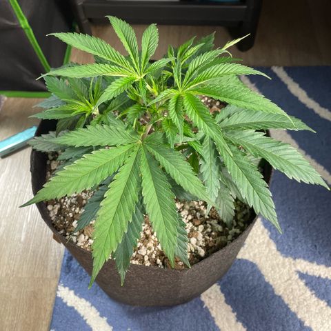  10th planet R1 growlog timeline photo
