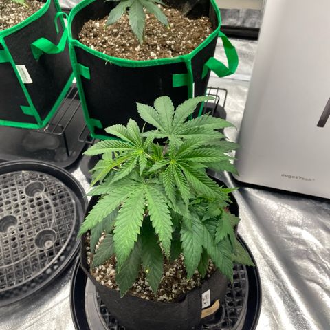  10th planet R1 growlog timeline photo