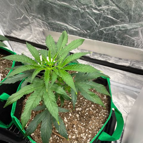  10th planet R1 growlog timeline photo