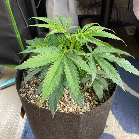  10th planet R1 growlog timeline photo