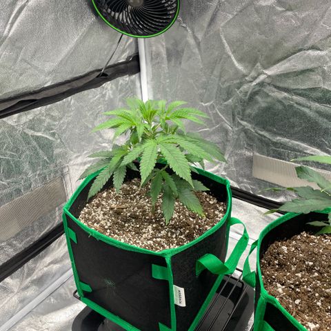  10th planet R1 growlog timeline photo